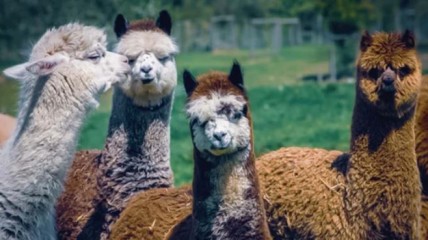 Alpaca's en fabels
