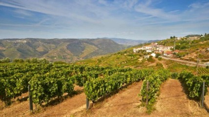 Portugese wijnen