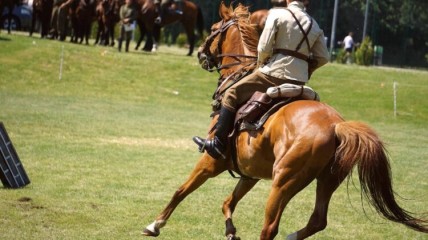 Zarafa Stables